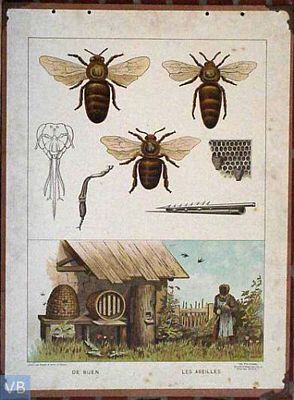  De bijen 