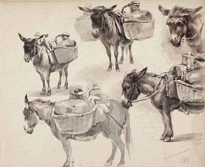  Studies of mules 